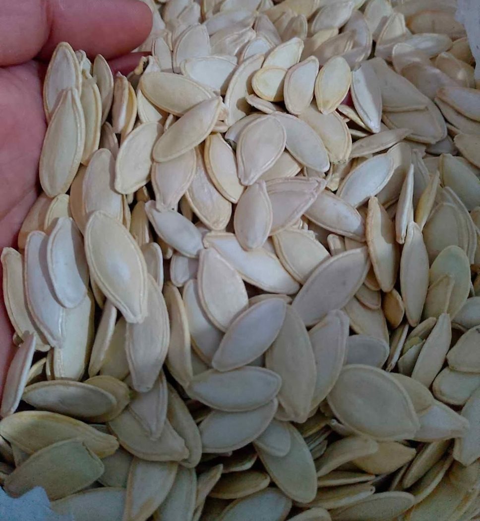 Alım Talebi kabak çekirdeği – Kayseri – ZB000176